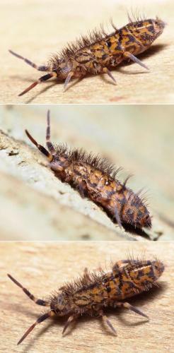 Réf. 98 703 : Orchesella villosa