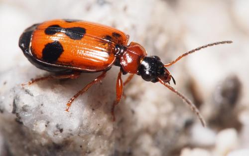 Réf. 98 864 : Lebia trimaculata