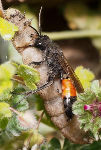 Podalonia hirsuta