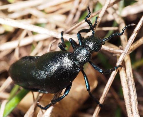 Meloe proscarabaeus