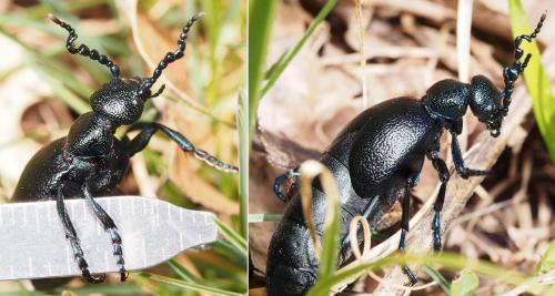 Meloe proscarabaeus