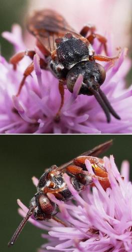 Pasites maculatus