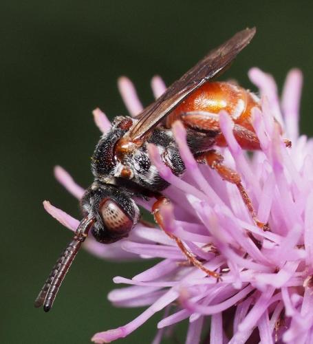 Pasites maculatus