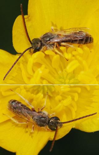 Seladonia confusa perkinsi