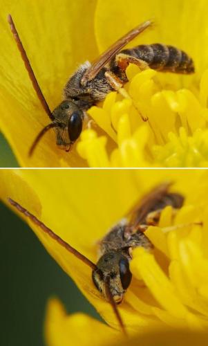 Seladonia confusa perkinsi