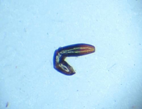 Réf. 98 934 : Onthophagus similis