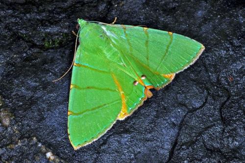 Réf. 98 561 : Eulepidotis viridissima
