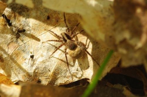 Pardosa sp.