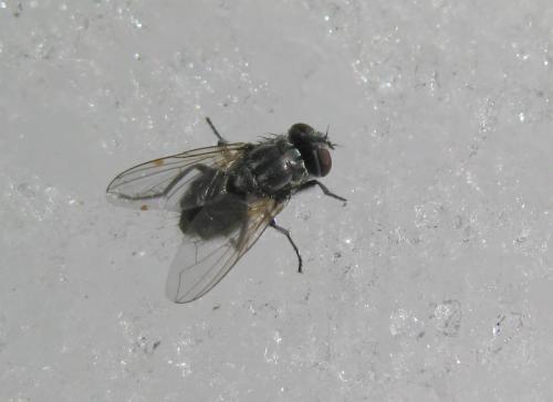 Musca autumnalis