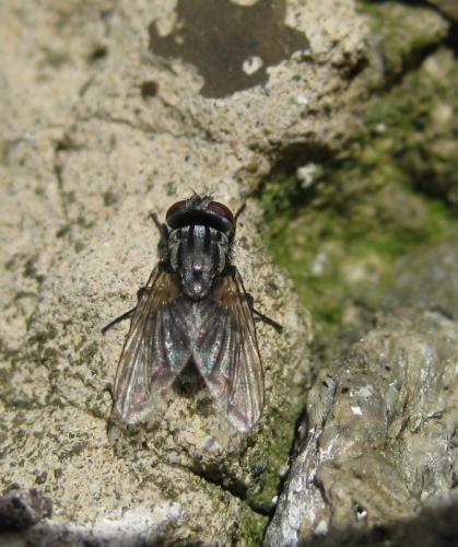 Réf. 98 082 : Musca autumnalis