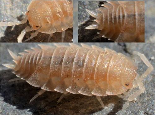 Réf. 98 758 : Lucasius pallidus