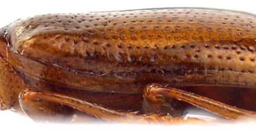 Réf. 98 162 : Sphaeriestes sp.