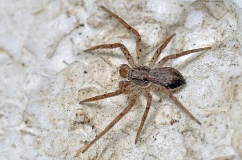 Philodromus dispar