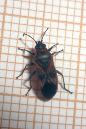 Arocatus sp.