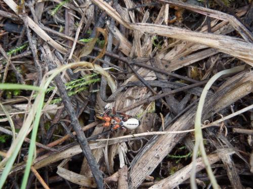 Rhynocoris sp.