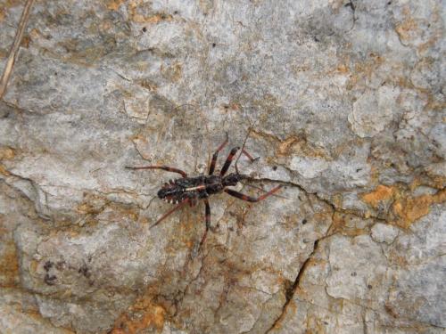 Rhynocoris sp.
