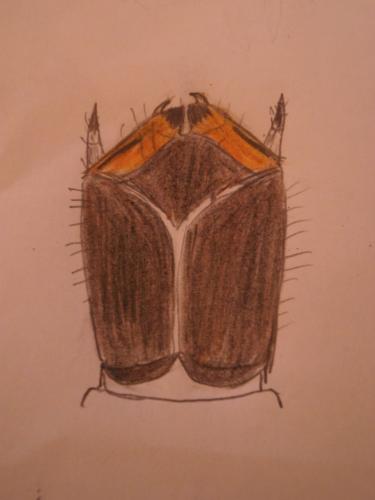 Réf. 98 512 : Psilothrix viridicoerulea