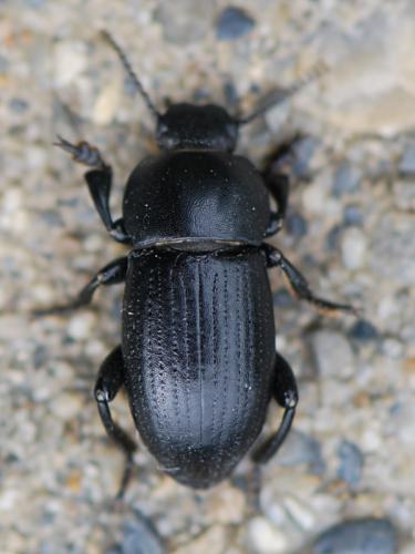 Réf. 98 876 : Phylan intermedius