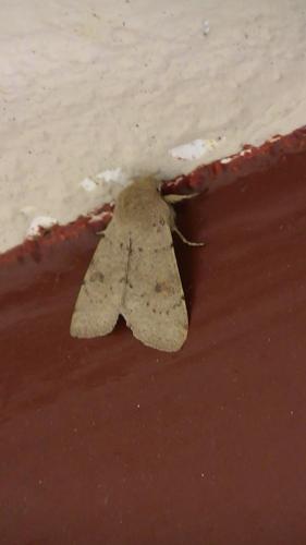 Réf. 98 520 : Orthosia cruda