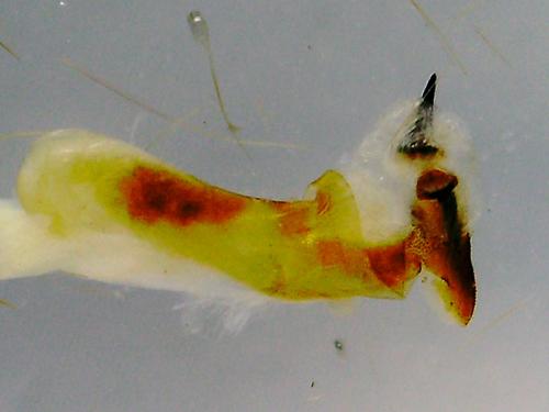 Cucullia chamomillae