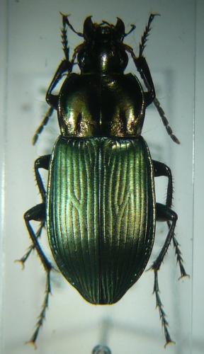 Poecilus cupreus