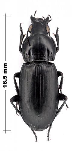 Réf. 98 863 : Poecilus akinini