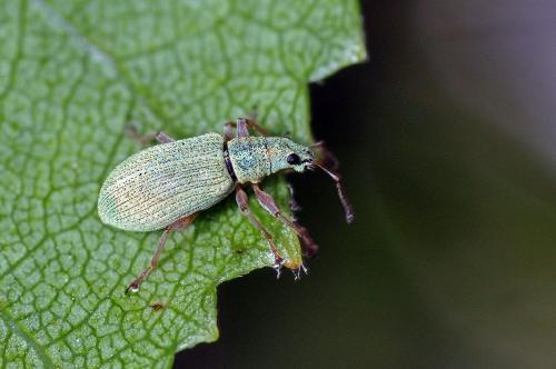 Réf. 98 066 : Polydrusus impressifrons