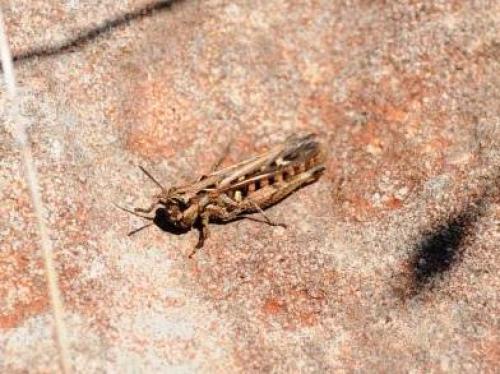 Réf. 98 175 : Omocestus raymondi raymondi