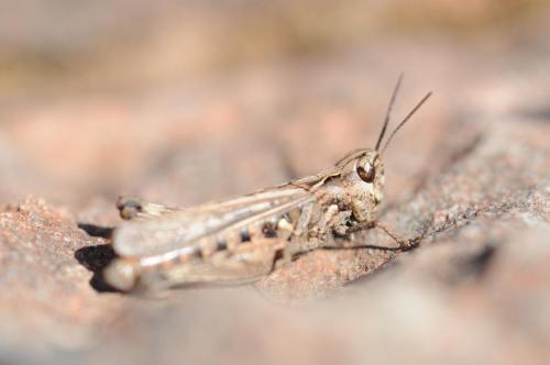 Réf. 98 135 : Omocestus raymondi raymondi