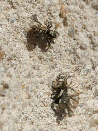 Réf. 98 005 : Salticus scenicus