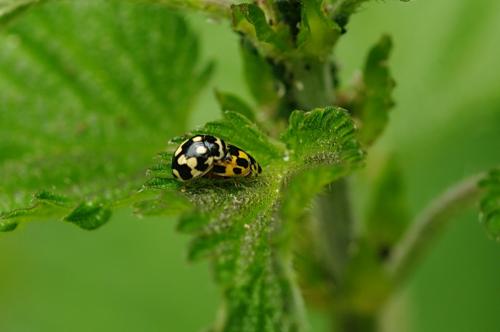 Propylea quatuordecimpunctata