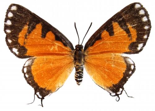 Pseudaletis agrippina