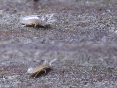 Pseudosinella alba