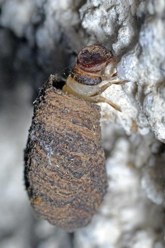 Réf. 98 877 : Clytra sp.
