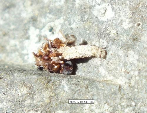 Eumasia parietariella