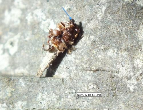 Eumasia parietariella