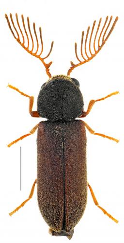 Ptilinus pectinicornis
