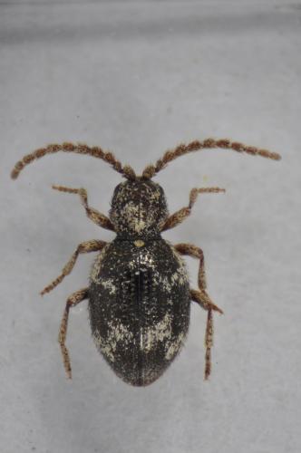 Réf. 98 929 : Ptinus lichenum