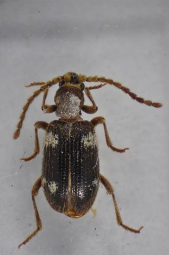 Réf. 98 927 : Ptinus sexpunctatus