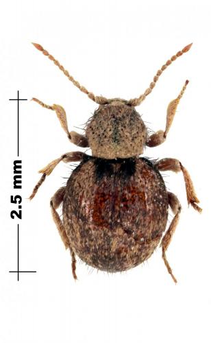 Réf. 98 977 : Trigonogenius globosus