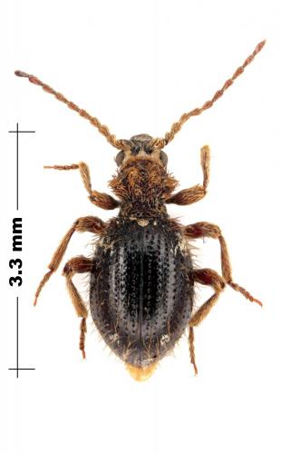 Réf. 98 975 : Ptinus subpilosus
