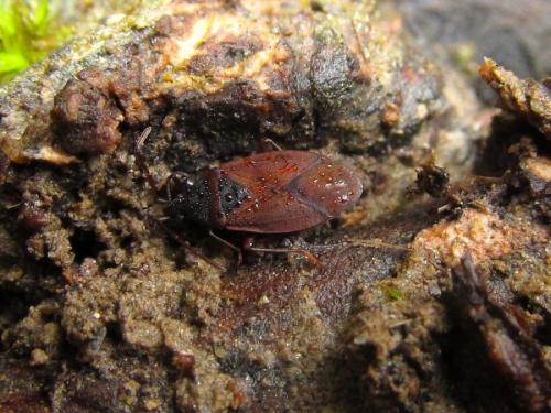 Gastrodes grossipes