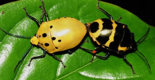 Réf. 98 839 : Augocoris gomesii