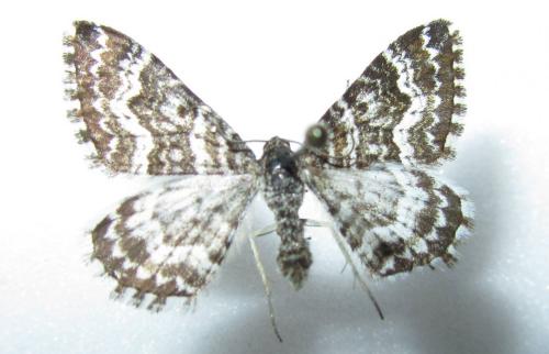 Epirrhoe pupillata