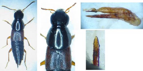 Réf. 98 293 : Quedius picipes
