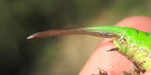 Pachytrachis gracilis