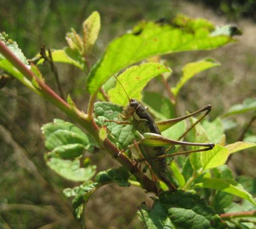 Pachytrachis gracilis