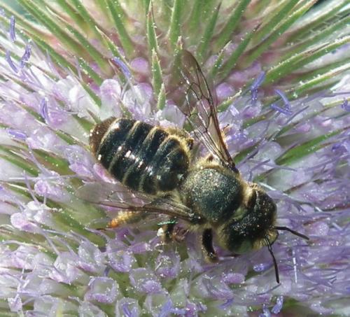 Réf. 98 848 : Lithurgus cornutus