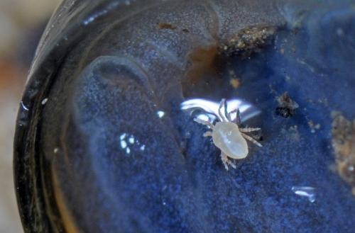 Riccardoella limacum
