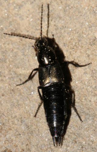 Philonthus decorus